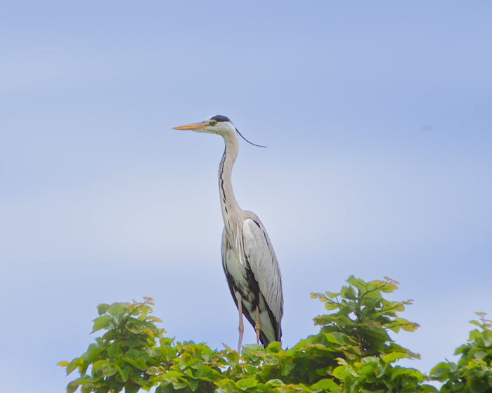 Серая цапля на дереве ☺️