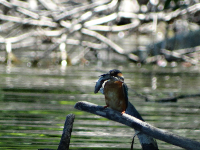 Зимородок с добычей