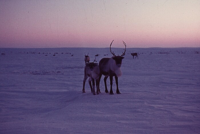 А эта та самая любопытная парочка.