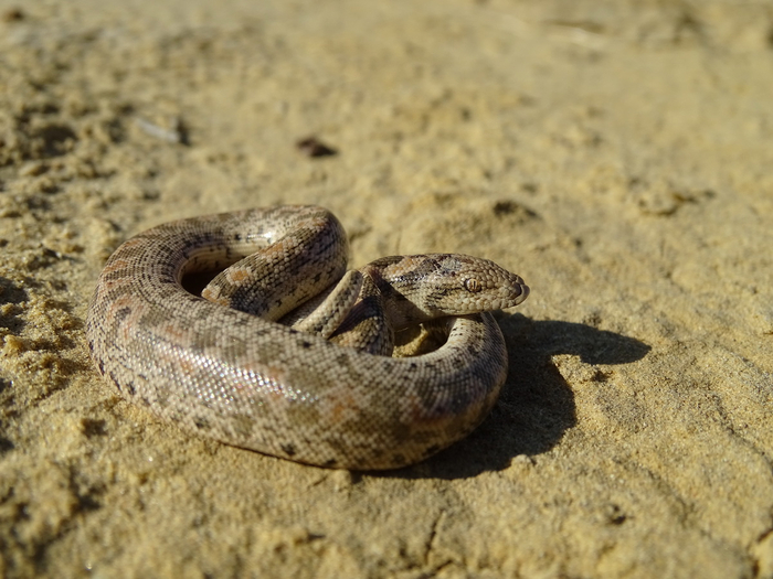 Иногда змея вылезает на солнышко часа в 3-4 дня, в самый солнцепёк. Таким образом она разгоняет свой метаболизм и ускоряет пищеварение.