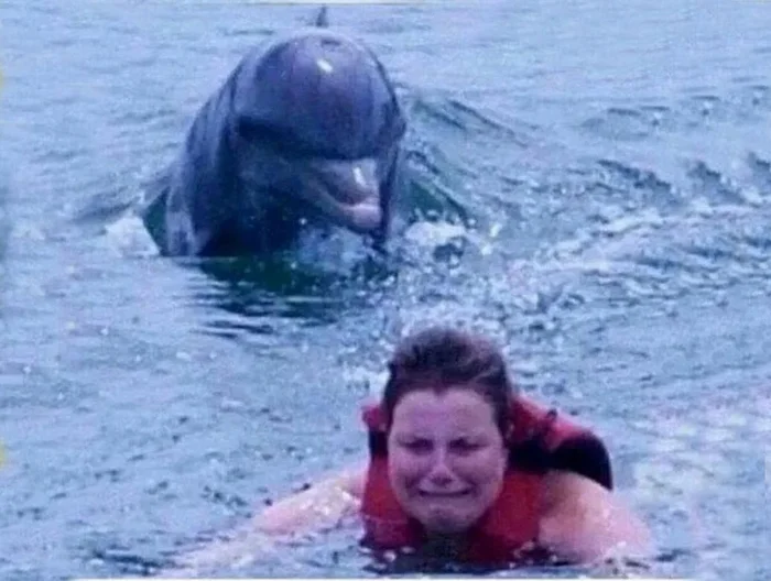 Вероятно, женщины иначе взглянут на игры с дельфинами, узнав что из этого может получиться. Да и мужчинам стоит быть осторожнее Дельфин, Морские обитатели, Животные, Дикие животные, Яндекс Дзен, Яндекс Дзен (ссылка), Длиннопост