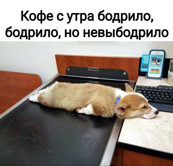     ,   , , , , , Telegram ()