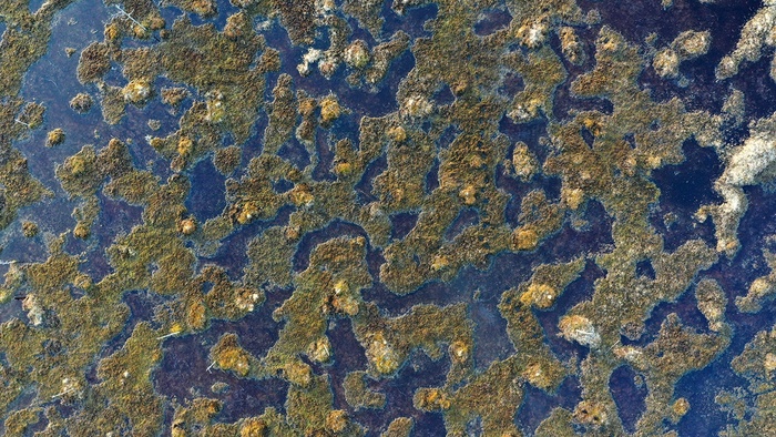 Обводненное болотная топь в Водлозерском национальном парке.