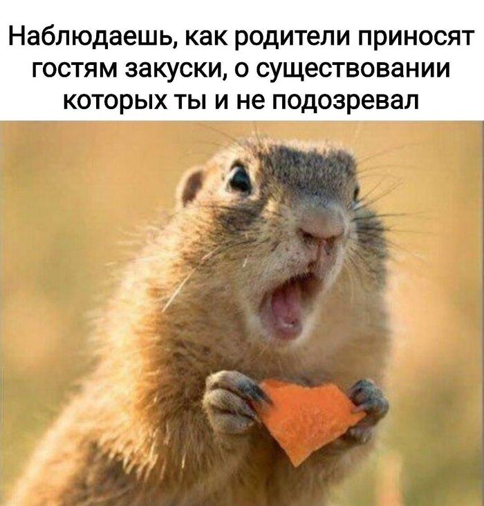    ,   , , , , Telegram ()