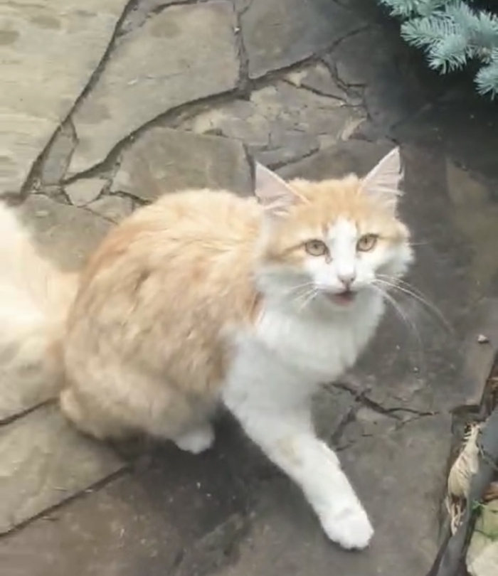    , ,   ,  , ,  , 