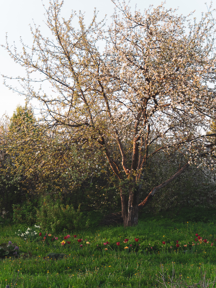      , , , , , , , , Olympus, Lightroom, 