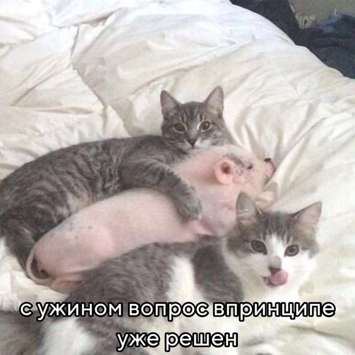    , ,   , 