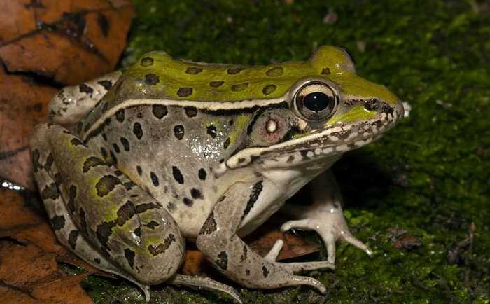 Кто ответит как цыгане называют лягушек??Ответ-РАВЭРЫ)))