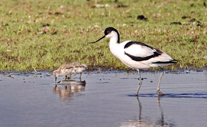 Фото вчера сделала.