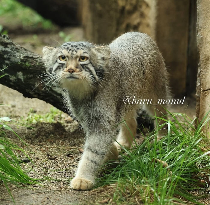Кипер? С вкусняшкой?