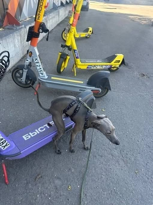  ... , ,  , , 