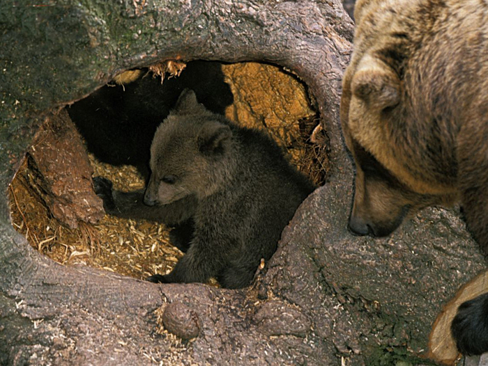 За счёт тепла матери-медведицы температура в берлоге может подниматься на 20°C и более! Всё для комфорта недавно родившихся медвежат.