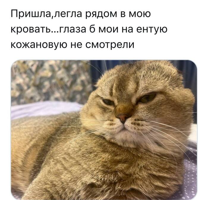 ,      , , ,   , Telegram ()