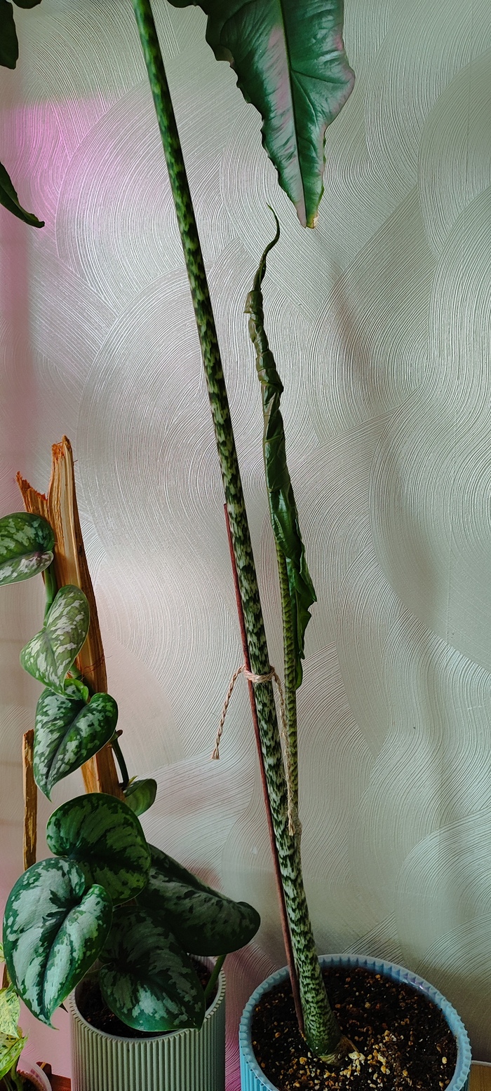 Алоказия - Крыло летучей мыши