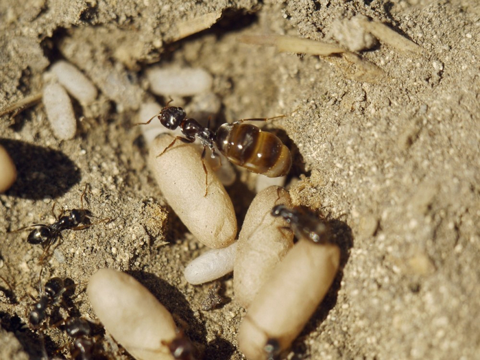 Степной медовый муравей собственной персоной.