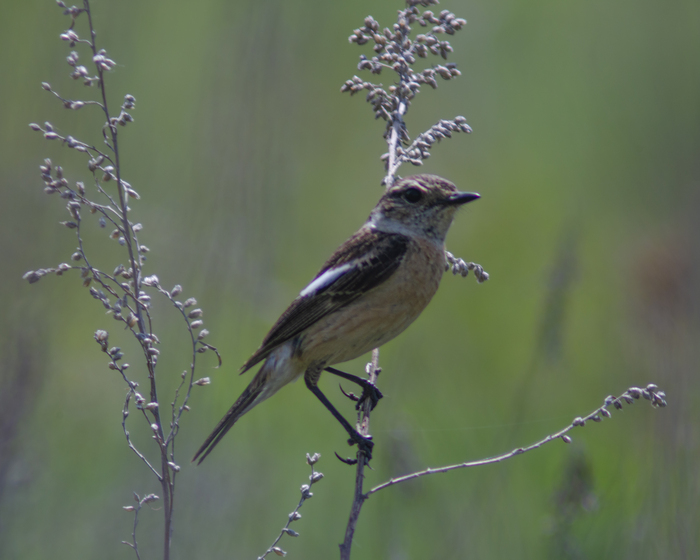 Выразительная птица☺️
