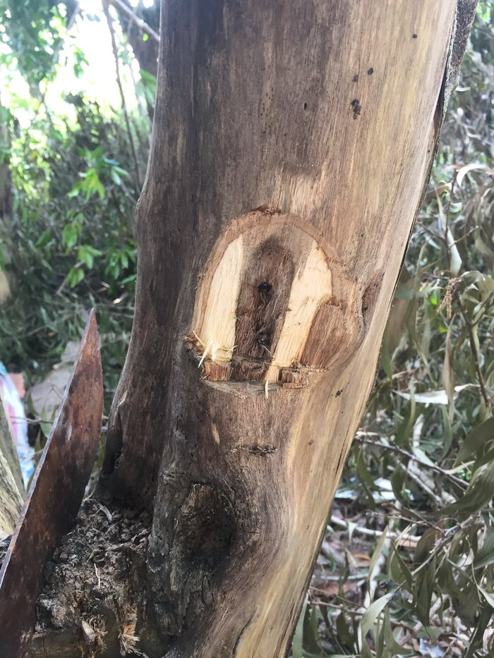 Ствол агарового дерева, пораженный грибком. Фото с сайта <!--noindex--><a href="https://pikabu.ru/story/aloynoe_derevo_ud_12848939?u=http%3A%2F%2Fhgagarwood.com&t=hgagarwood.com&h=d6ef55887e9f4d54612bbefda997375f000b1d54" title="http://hgagarwood.com" target="_blank" rel="nofollow noopener">hgagarwood.com</a><!--/noindex-->.