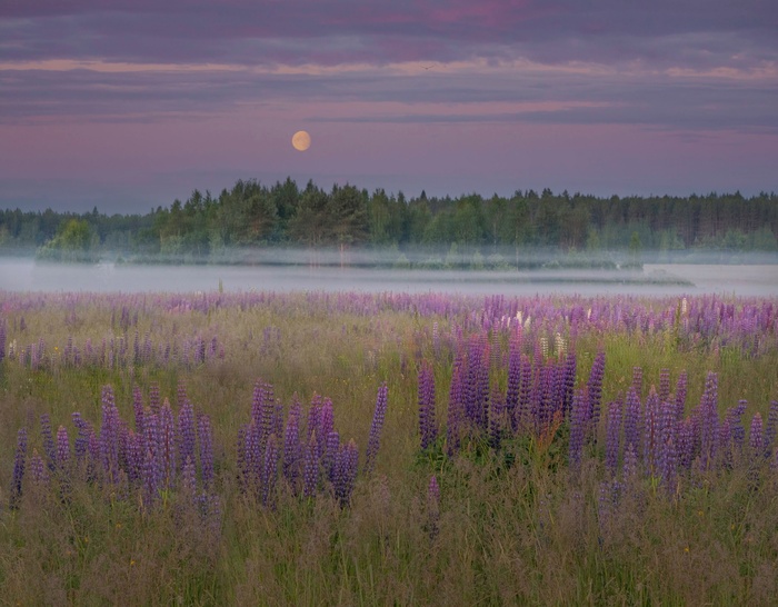 Фото В. Рябова. Владимирская область.