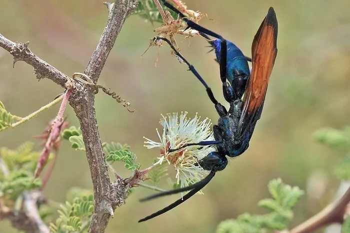 Оса-ястреб: От её яда можно лишь упасть на землю и кричать. Чем опасна крупнейшая оса в мире? Оса, Насекомые, Членистоногие, Животные, Дикие животные, Яндекс Дзен, Яндекс Дзен (ссылка), Длиннопост Оса-ястреб: От её яда можно лишь упасть на землю и кричать. Чем опасна крупнейшая оса в мире? Оса, Насекомые, Членистоногие, Животные, Дикие животные, Яндекс Дзен, Яндекс Дзен (ссылка), Длиннопост