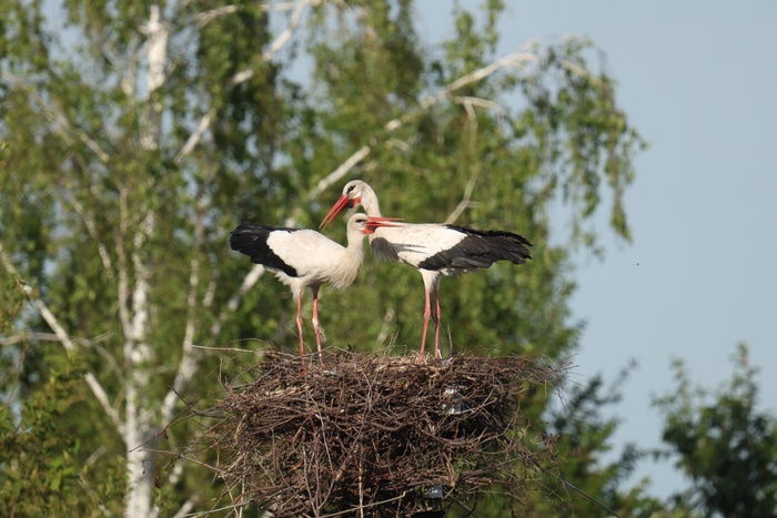 Белые аисты 18.05.2025 Иглинский р-н (фото Ермоленко А.)