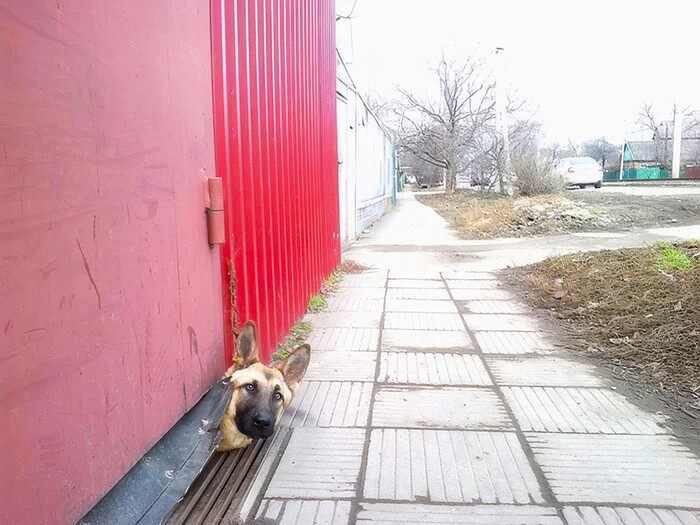 Ocopoo! Baa coaa!