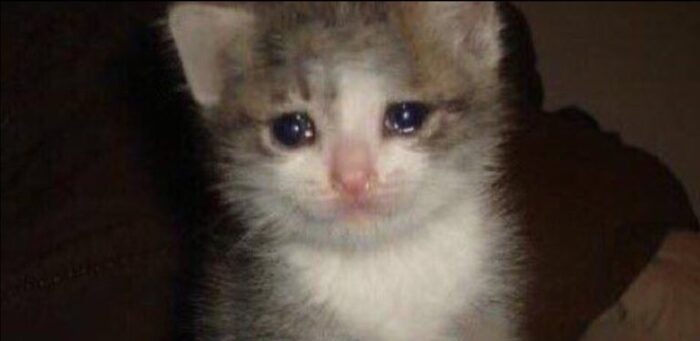 Печальный котик