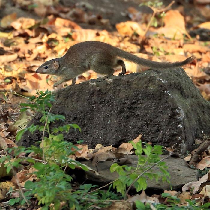 Индийская тупайя