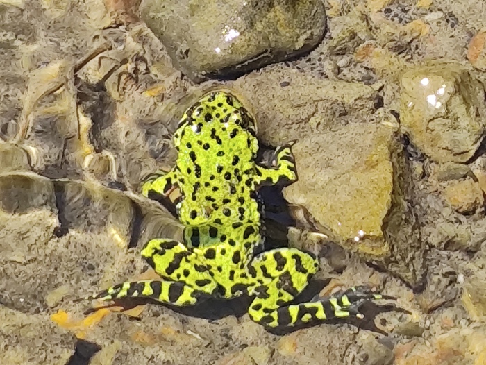 Зеленая живая.