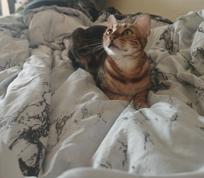 Фобия у кошки