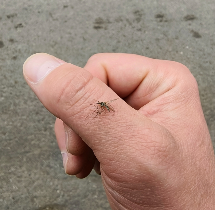 Москитол, потому и не кусают