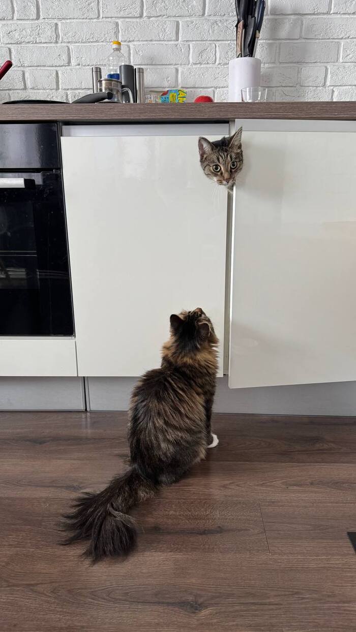    , ,  ,  , 