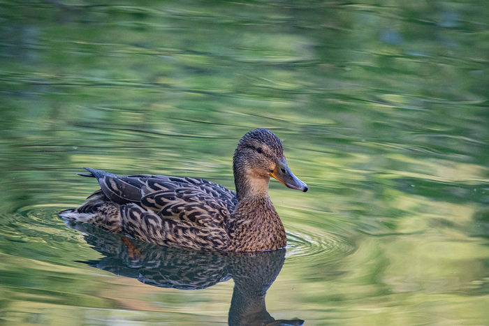  , Nikon, , , ,  ,  , ,   , ,  , , 