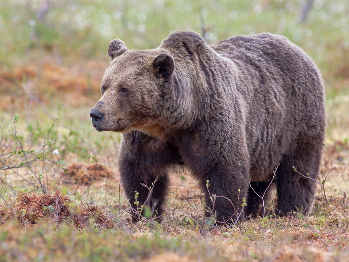 и   ,            .   ,   !