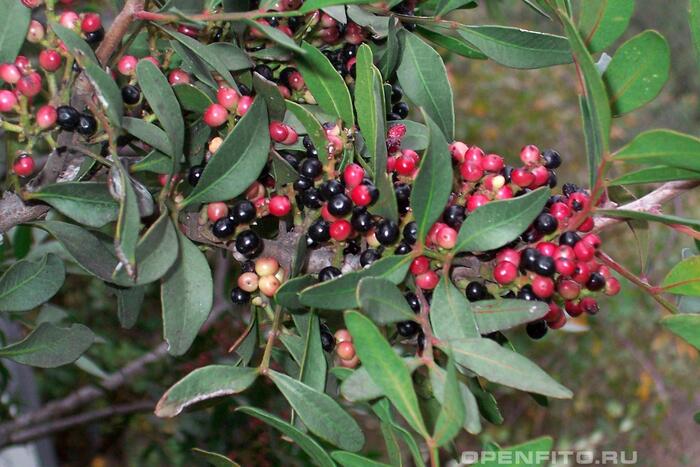   .    <!--noindex--><a href="https://pikabu.ru/story/derevya_fistashka_mastichnaya_12860878?u=http%3A%2F%2Fopenfito.ru&t=openfito.ru&h=86d1e6b2326e868a015dcb1b74fbdba6d728f861" title="http://openfito.ru" target="_blank" rel="nofollow noopener">openfito.ru</a><!--/noindex-->.