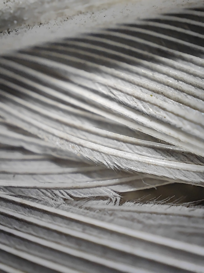 Realme GT 2 PRO в мобильной фотографии. Обе стороны медали Realme, Мобильная фотография, Длиннопост