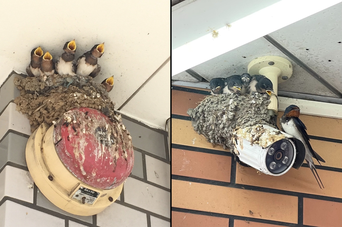 Система сигнализации работает на ура.