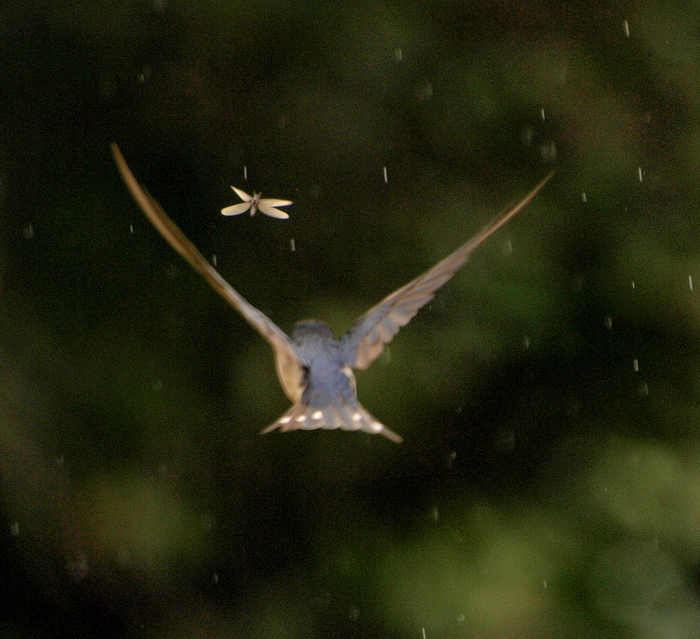 Вижу обед — не вижу препятствий.