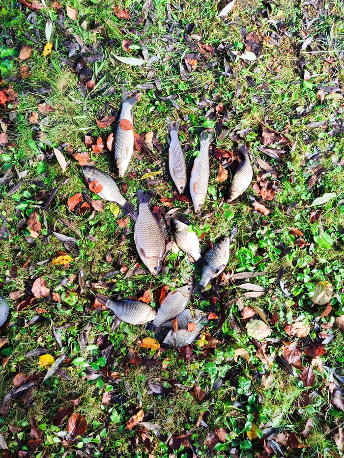 Три амура и караси, сентябрь 2024