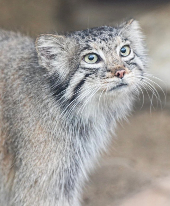 Нямку хоть несёшь или так просто снимаешь?