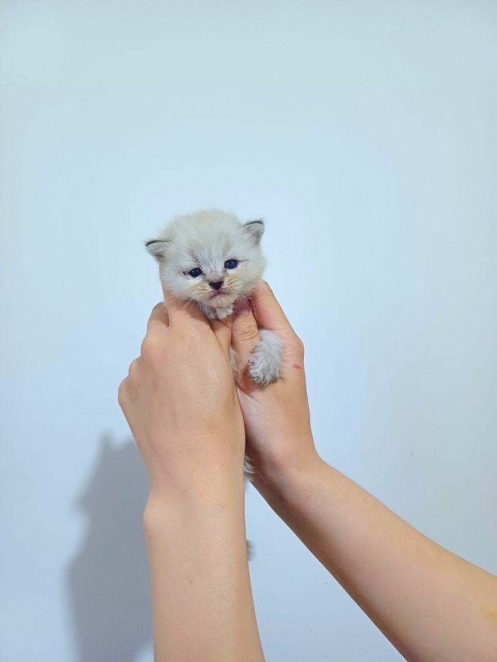 ��� ��� ��� ������� ������))