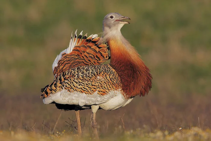 Самая большая птица России: спешите видеть, она готовится к вымиранию В мире животных, Биология, Редкий вид, Птицы, Дрофа, Животные, Дикая природа, Природа России, Длиннопост