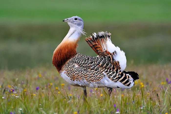 Самая большая птица России: спешите видеть, она готовится к вымиранию В мире животных, Биология, Редкий вид, Птицы, Дрофа, Животные, Дикая природа, Природа России, Длиннопост