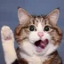 Funnykittens