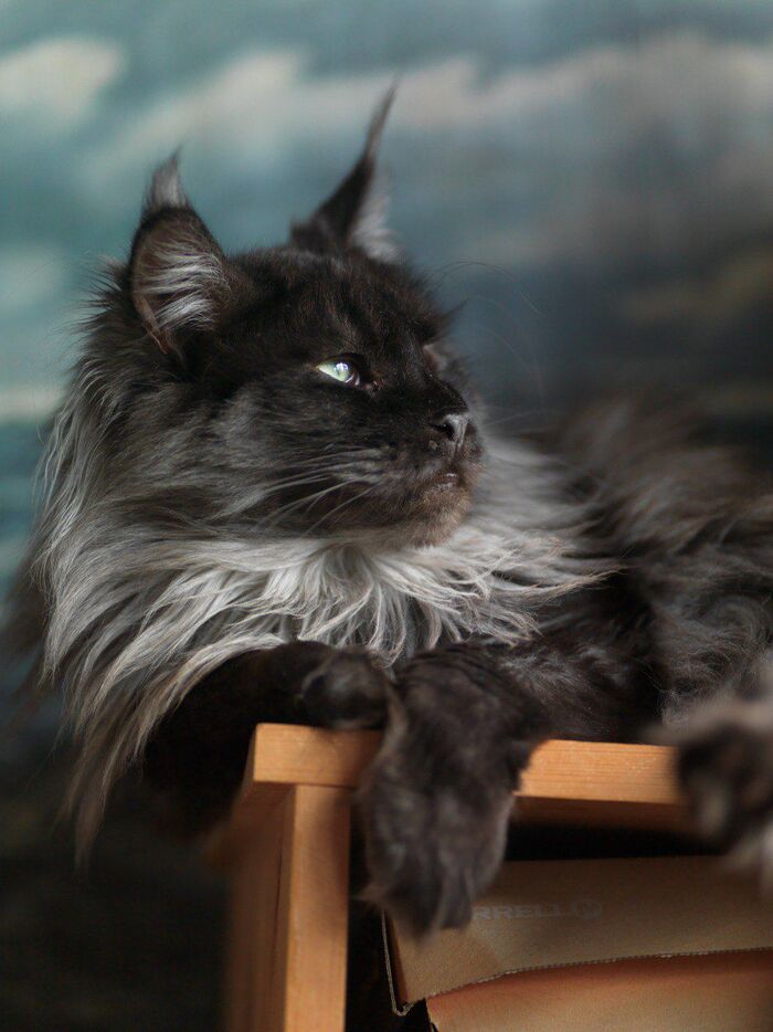 Учусь фотографировать. Моя Чучундра - 3