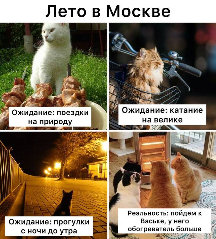 Прошлая ночь в Москве стала самой холодной с начала лета — на ВДНХ температура опустилась до +7,8°C
