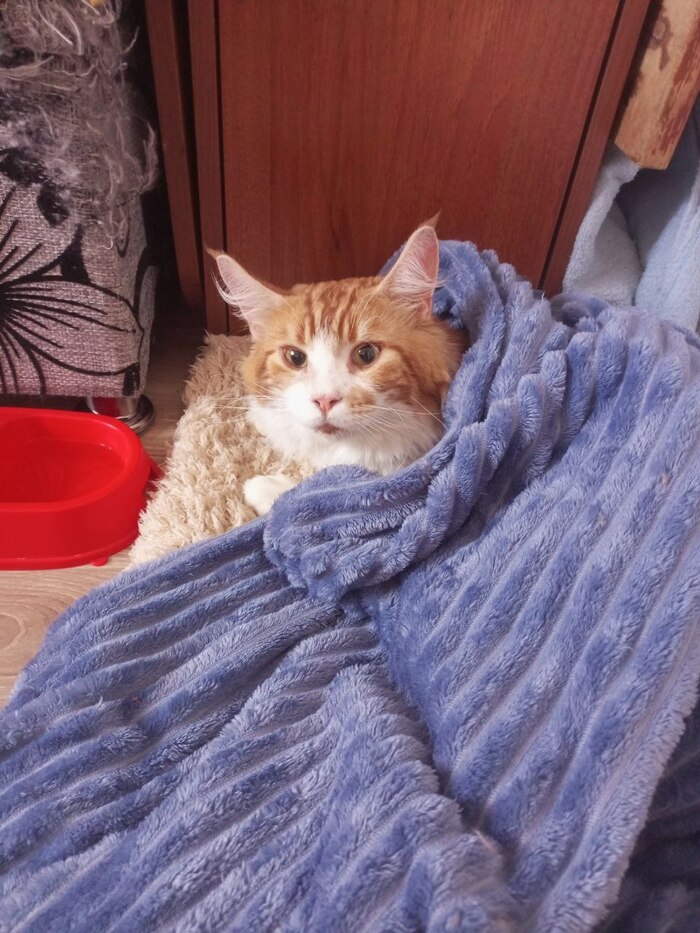 Не было у бабы заботы Кот, Мейн-кун, Спасение животных, Болезнь, Длиннопост