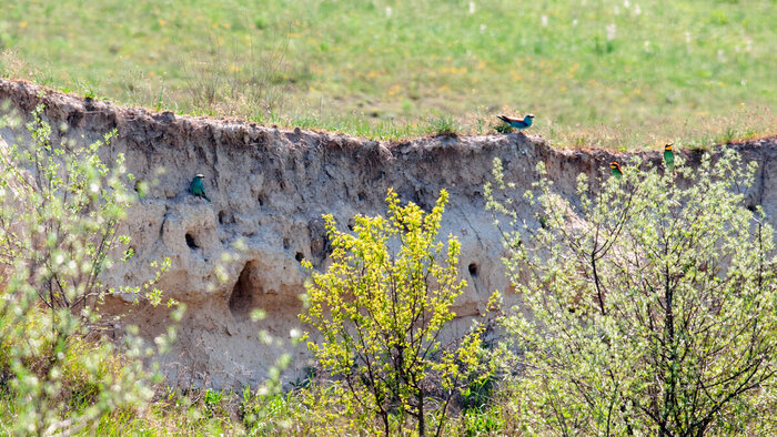 Золотистые щурки и сизоворонки на гнездовой территории .