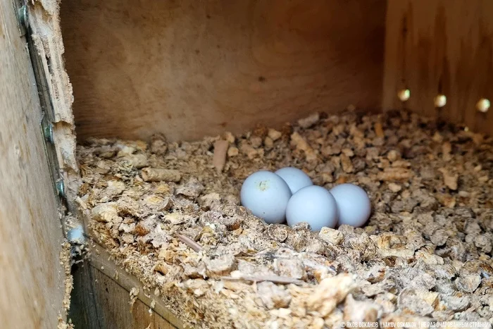 Завёл нелегальную птицеферму в лесу. Что по деньгам Животные, В мире животных, Редкий вид, Дикая природа, Природа России, Птицы, Хищные птицы, Сова, Сокол, Видео, Короткие видео, Длиннопост Завёл нелегальную птицеферму в лесу. Что по деньгам Животные, В мире животных, Редкий вид, Дикая природа, Природа России, Птицы, Хищные птицы, Сова, Сокол, Видео, Короткие видео, Длиннопост