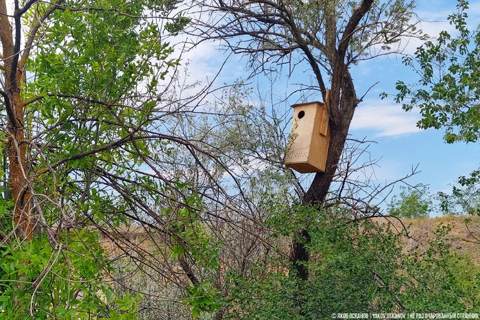 Завёл нелегальную птицеферму в лесу. Что по деньгам Животные, В мире животных, Редкий вид, Дикая природа, Природа России, Птицы, Хищные птицы, Сова, Сокол, Видео, Короткие видео, Длиннопост Завёл нелегальную птицеферму в лесу. Что по деньгам Животные, В мире животных, Редкий вид, Дикая природа, Природа России, Птицы, Хищные птицы, Сова, Сокол, Видео, Короткие видео, Длиннопост