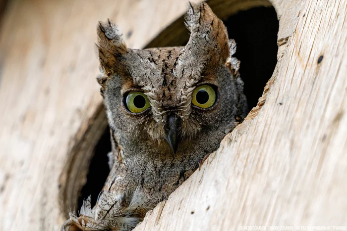 Завёл нелегальную птицеферму в лесу. Что по деньгам Животные, В мире животных, Редкий вид, Дикая природа, Природа России, Птицы, Хищные птицы, Сова, Сокол, Видео, Короткие видео, Длиннопост Завёл нелегальную птицеферму в лесу. Что по деньгам Животные, В мире животных, Редкий вид, Дикая природа, Природа России, Птицы, Хищные птицы, Сова, Сокол, Видео, Короткие видео, Длиннопост